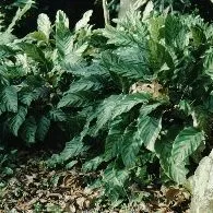 thumbnail for publication: Calathea makoyana Peacock Plant